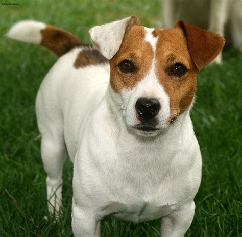 Black Jack Russell Terrier Fotos