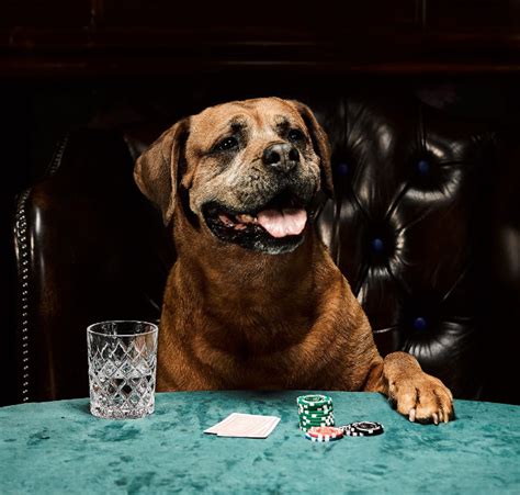 Cachorro Pes De Poker
