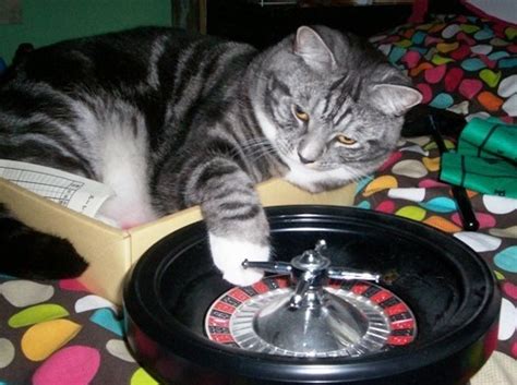 Casino cat