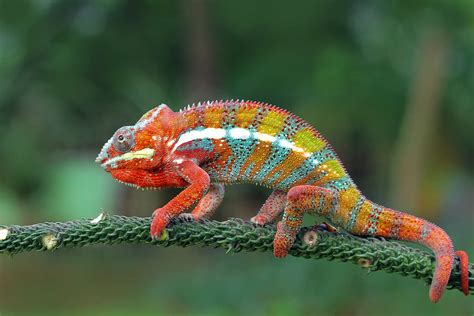Chameleon Brabet