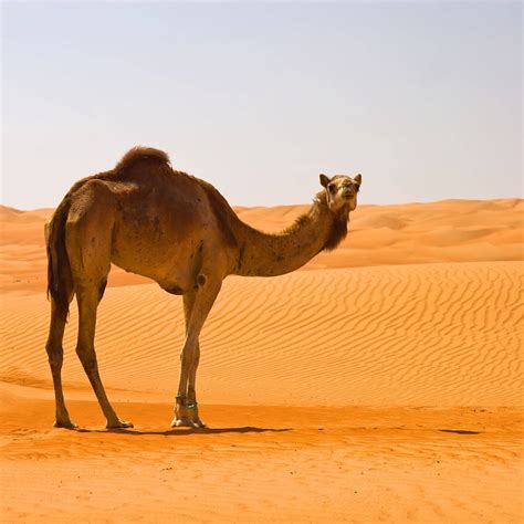 Desert Camel Betano