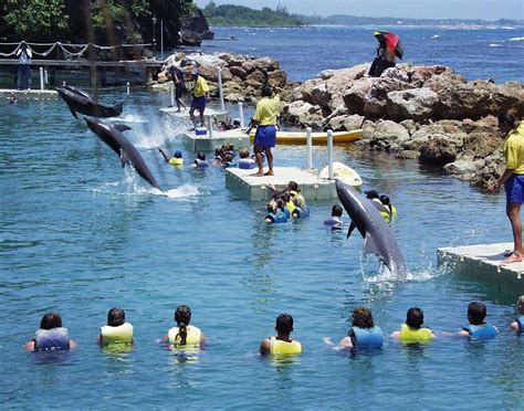 Dolphin Cove Maquina De Fenda