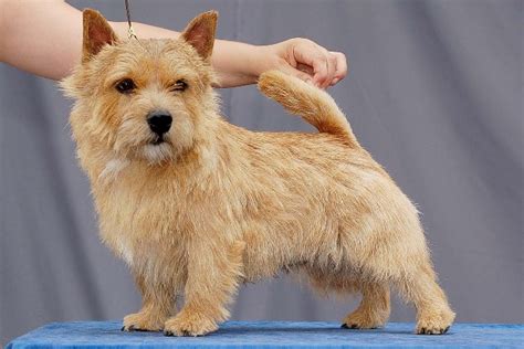 Ficha De Poker Norwich Terrier