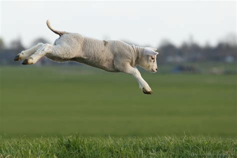 Jumping Sheep Betsul