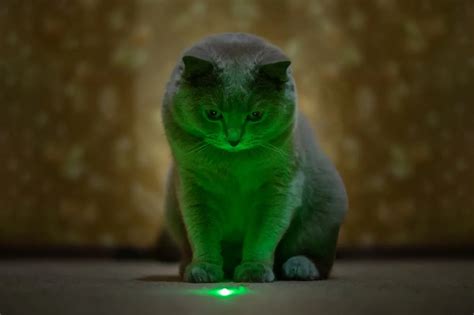 Laser Cats Netbet