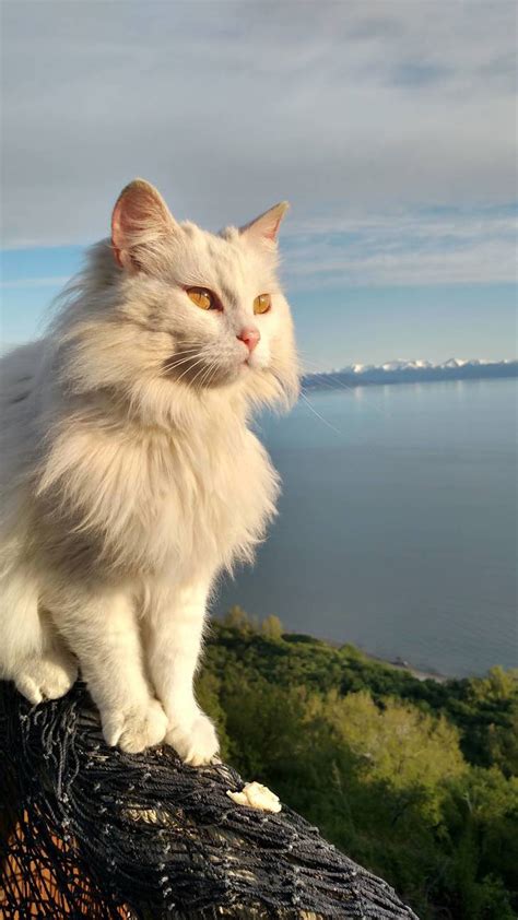 Majestic Cats Bodog