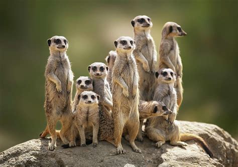 Meerkats Family Betway