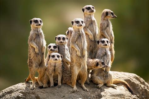 Meerkats Family Pokerstars