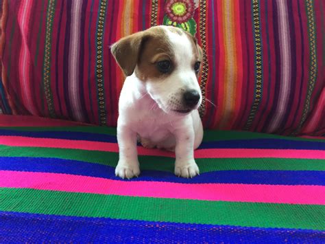 Miniatura Preto E Tan Jack Russell Filhotes Para Venda