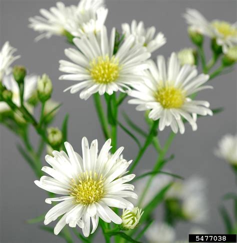 Monte Cassino Aster Descricao