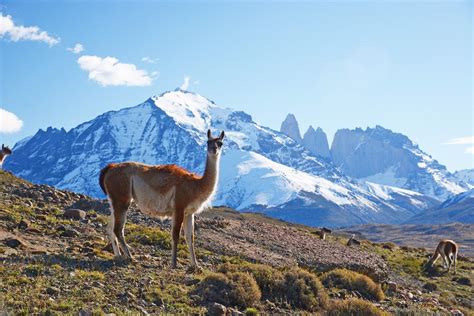 Patagonia Wild Leovegas