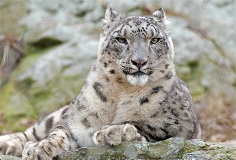 Snow Leopard Sportingbet