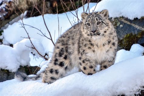 Snow Leopards Betsul